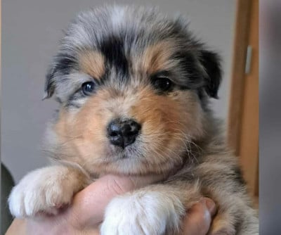 Les chiots de Berger Australien