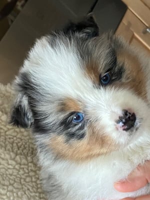 Les chiots de Berger Australien