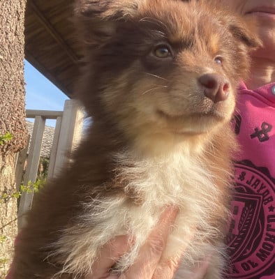 Les chiots de Berger Australien
