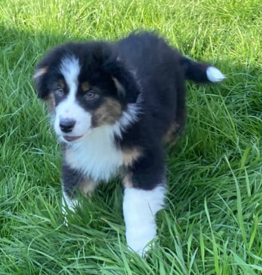 Les chiots de Berger Australien