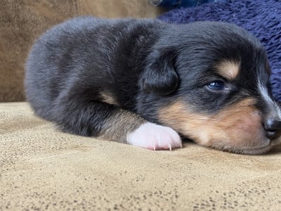 Les chiots de Berger Australien