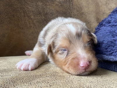 Les chiots de Berger Australien