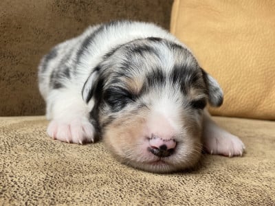 Les chiots de Berger Australien