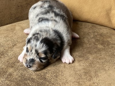 Les chiots de Berger Australien