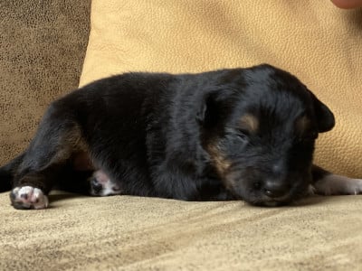Les chiots de Berger Australien