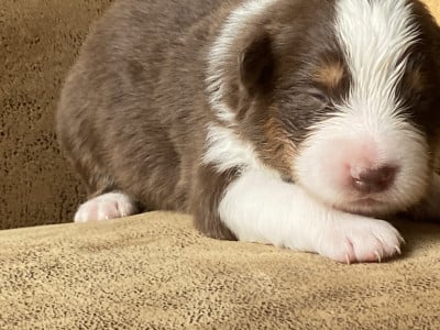 Les chiots de Berger Australien