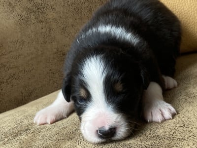 Les chiots de Berger Australien