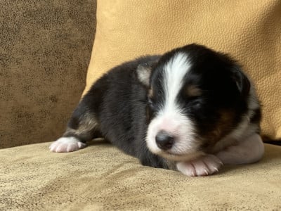 Les chiots de Berger Australien