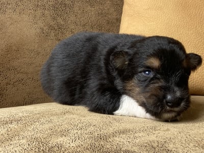 Les chiots de Berger Australien