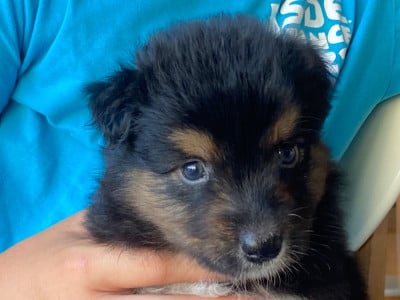 Les chiots de Berger Australien