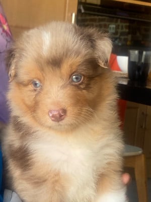 Les chiots de Berger Australien