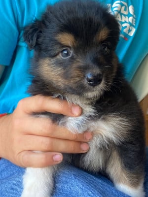 Les chiots de Berger Australien