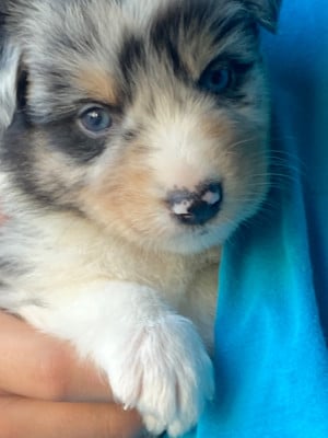 Les chiots de Berger Australien