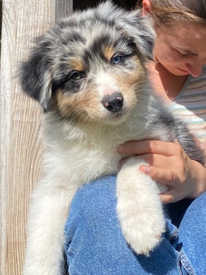 Les chiots de Berger Australien
