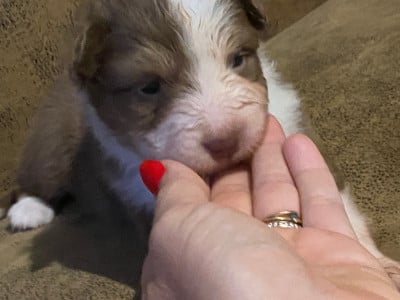 Les chiots de Berger Australien