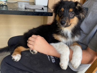 Les chiots de Berger Australien