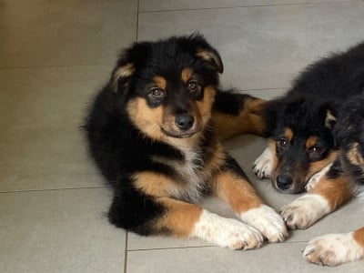Les chiots de Berger Australien