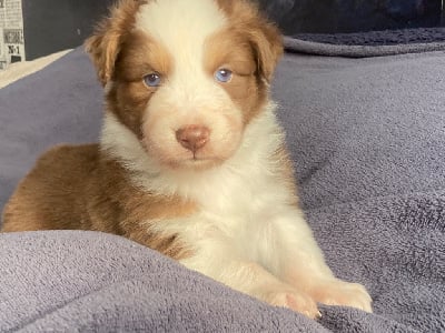 Les chiots de Berger Australien