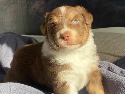 Les chiots de Berger Australien