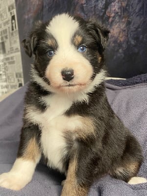 Les chiots de Berger Australien