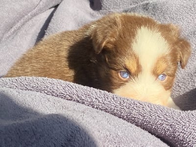 Les chiots de Berger Australien