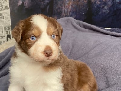 Les chiots de Berger Australien