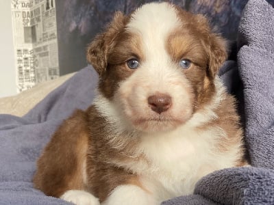 Les chiots de Berger Australien