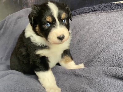 Les chiots de Berger Australien