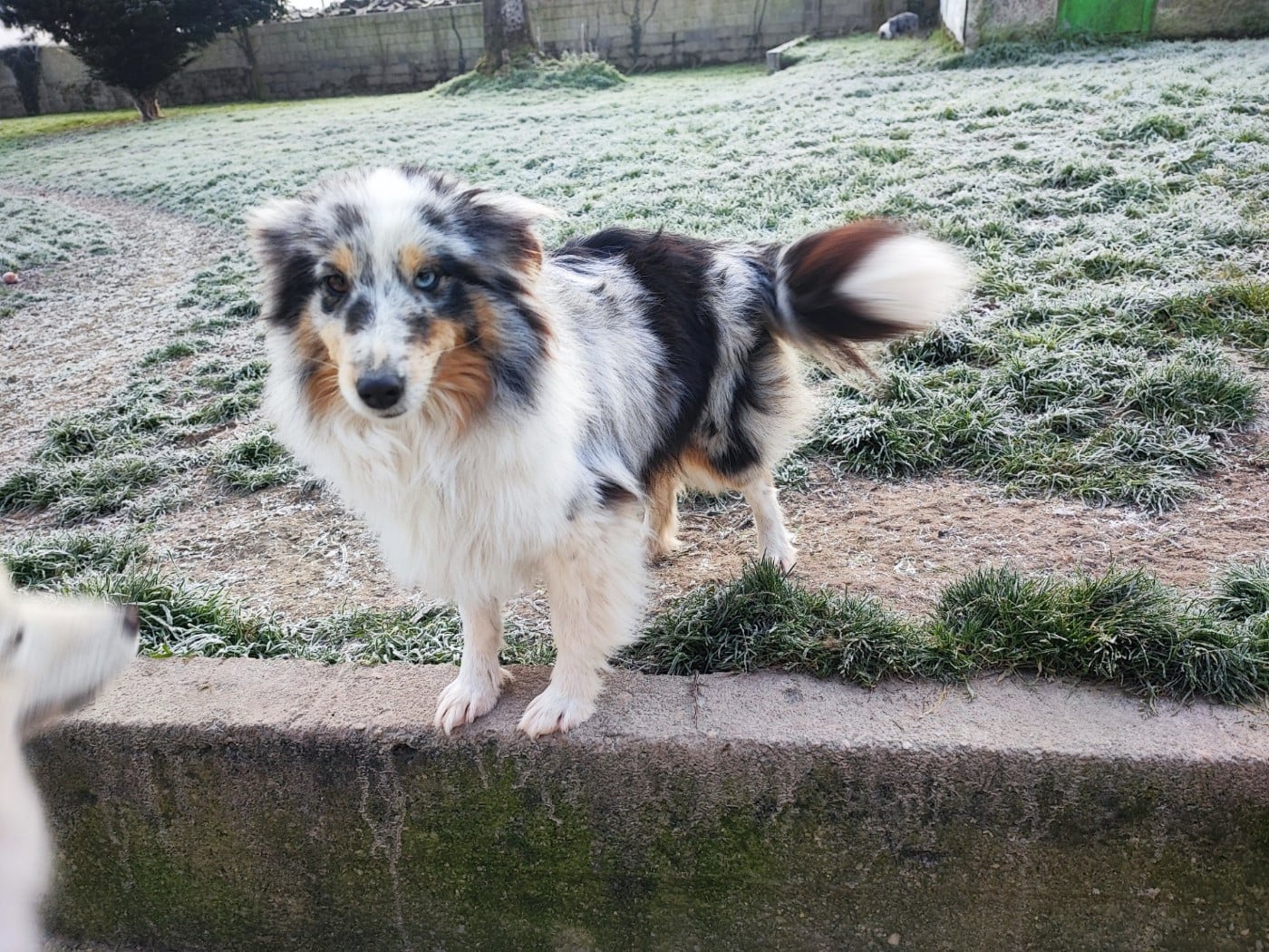 Unity blue Des Patounes D'Aur