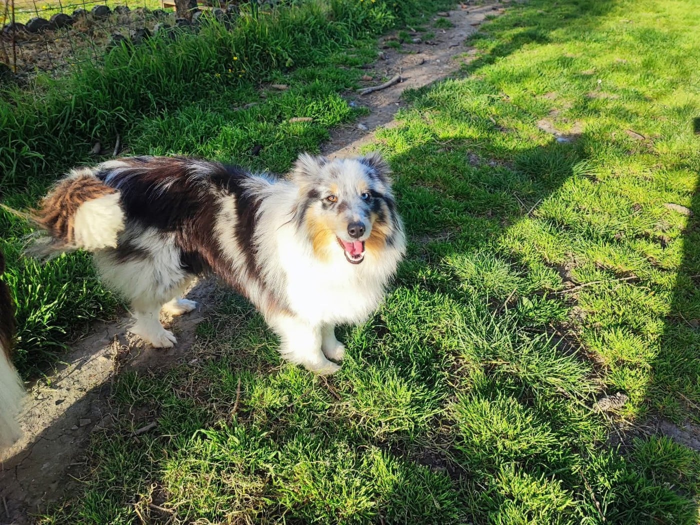 Unity blue Des Patounes D'Aur