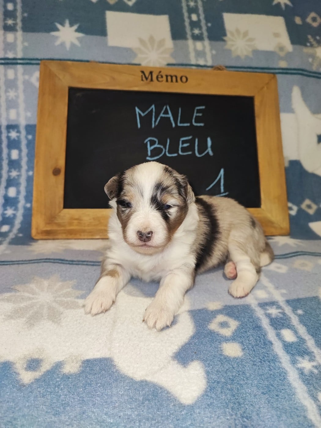Bleu merle 1