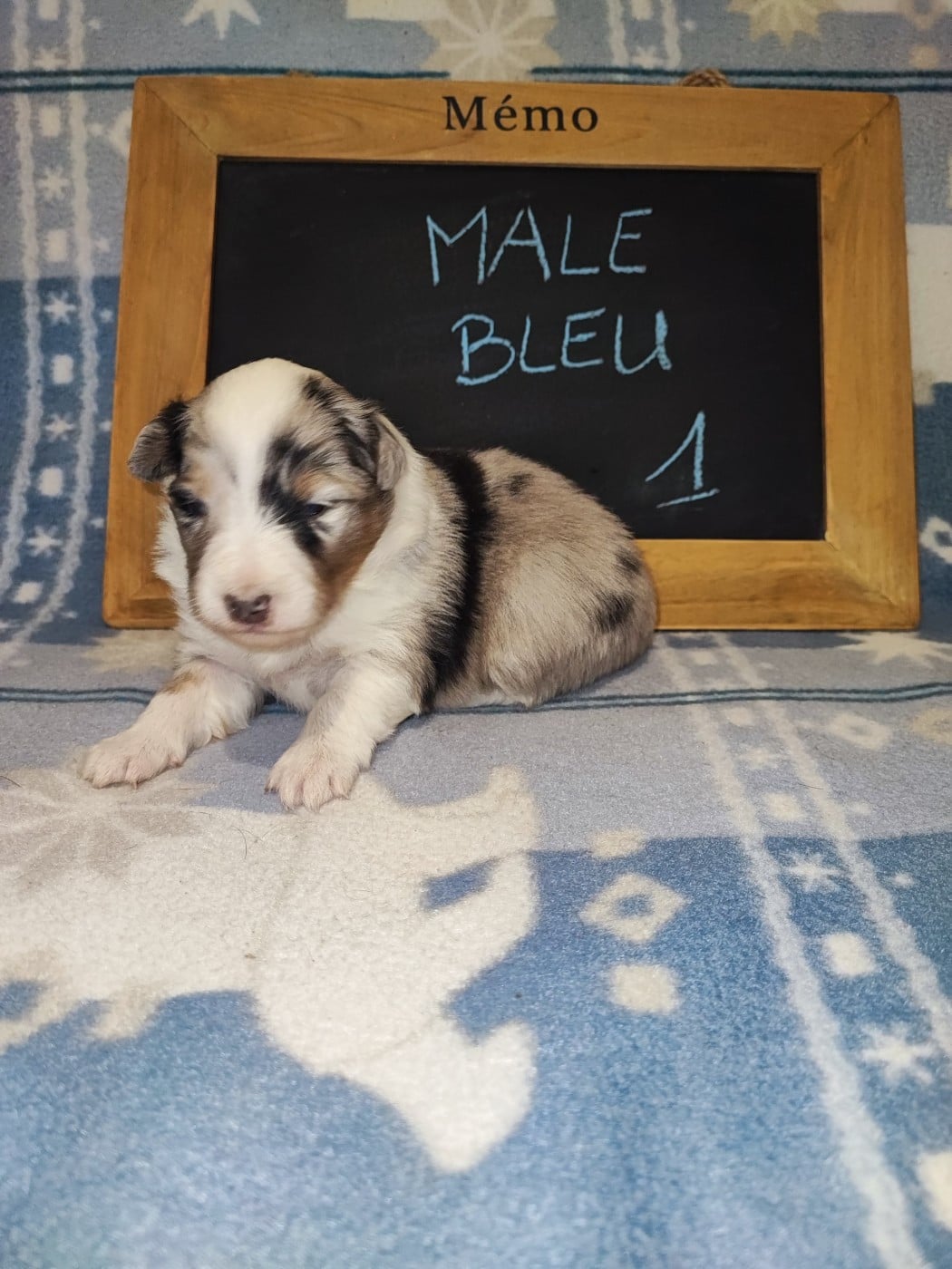 Bleu merle 1