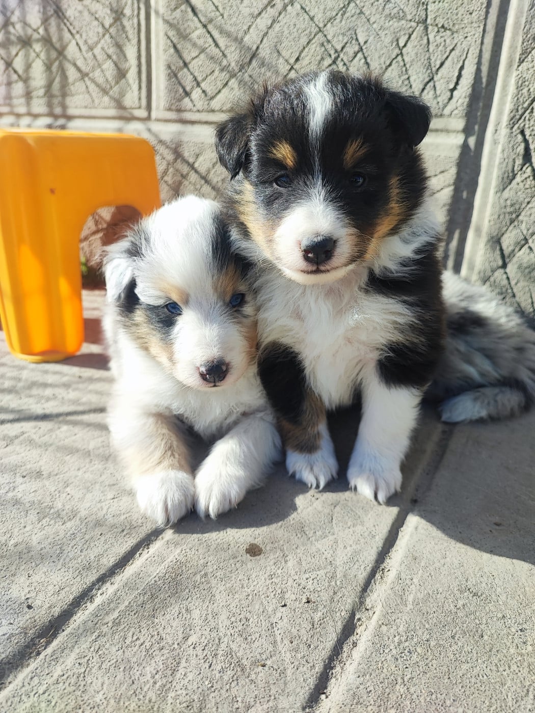 Shetland Sheepdog - Des Patounes D'Aur