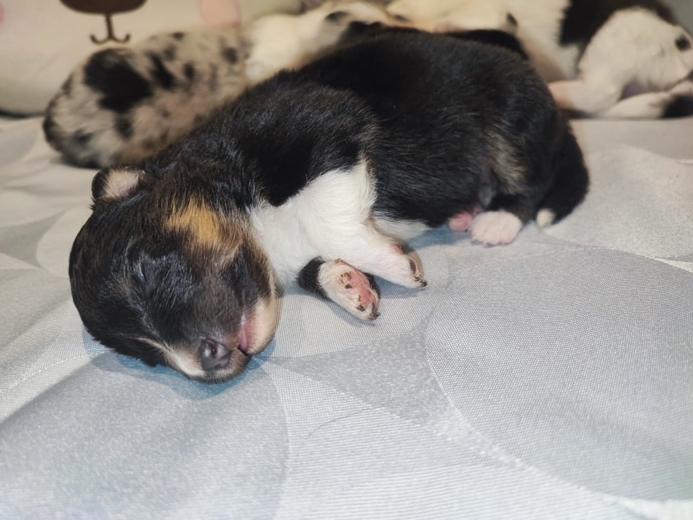Tricolore 2 - Shetland Sheepdog