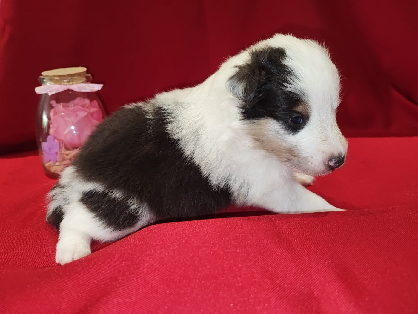 Bleu merle