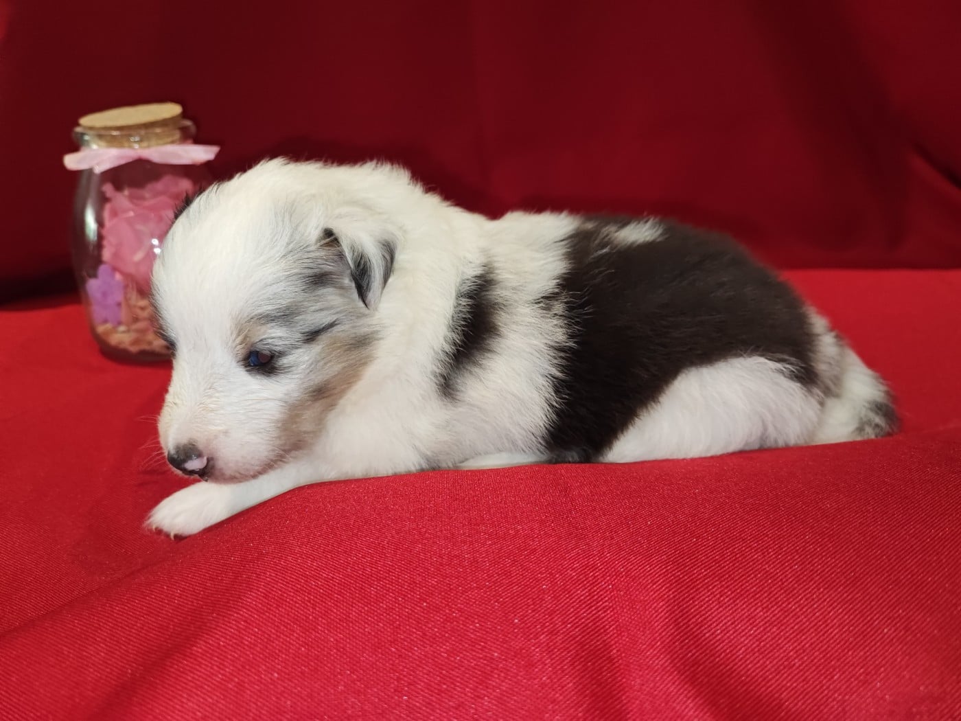 Bleu merle