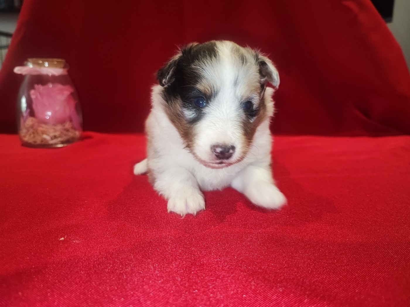 Bleue merle