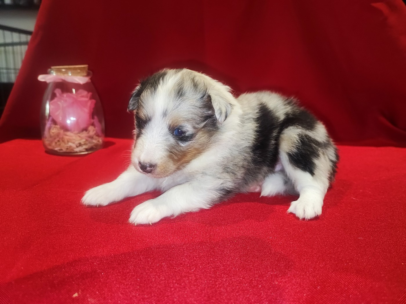 Bleue merle