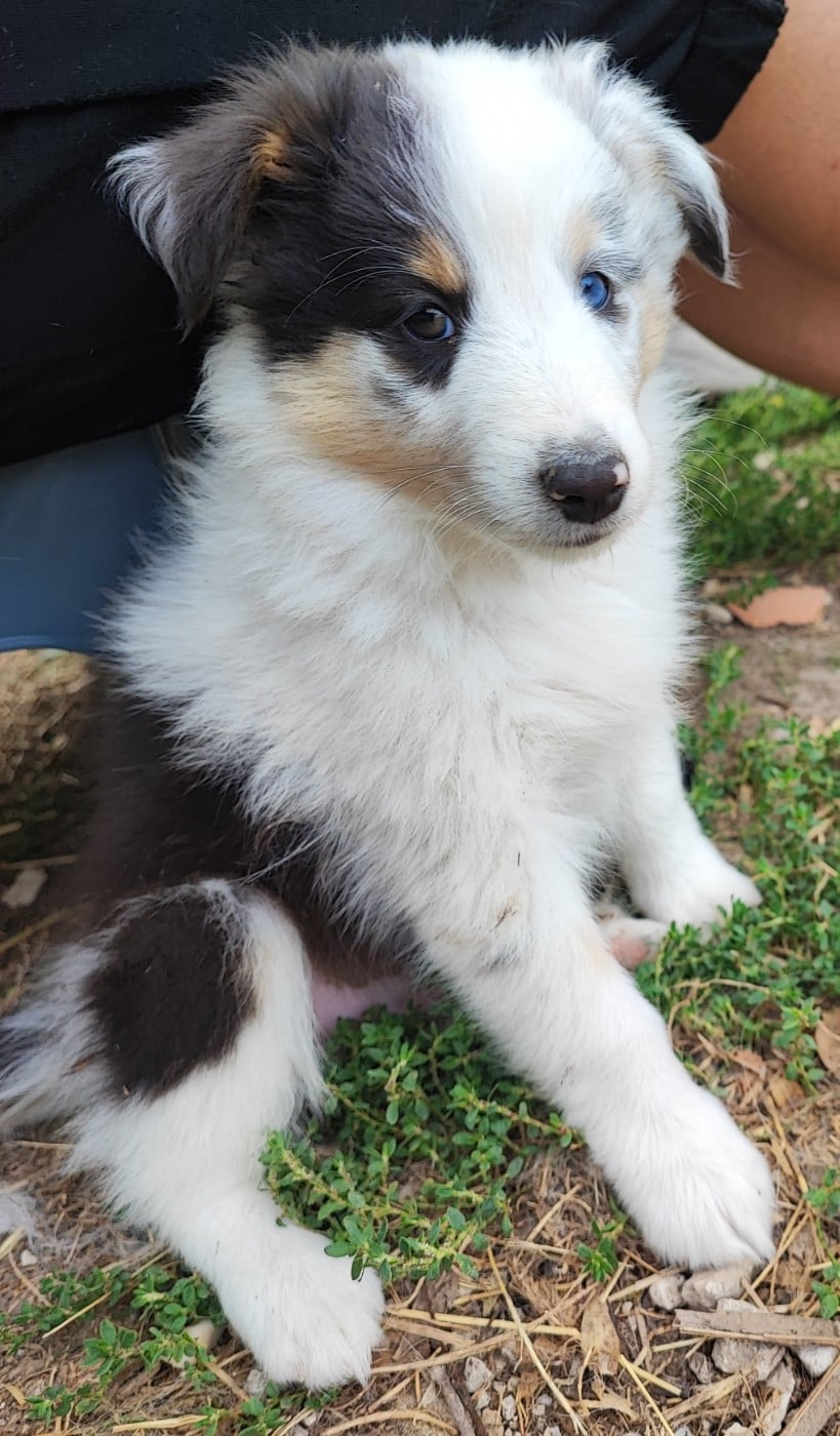 Bleu merle - Shetland Sheepdog