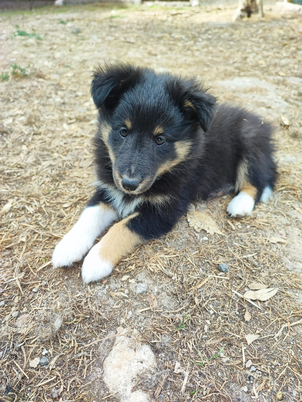 Tricolore 1 - Shetland Sheepdog