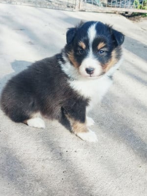 Les chiots de Shetland Sheepdog