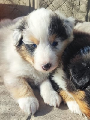 Les chiots de Shetland Sheepdog