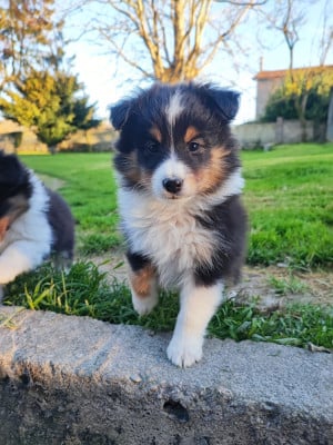 Les chiots de Shetland Sheepdog