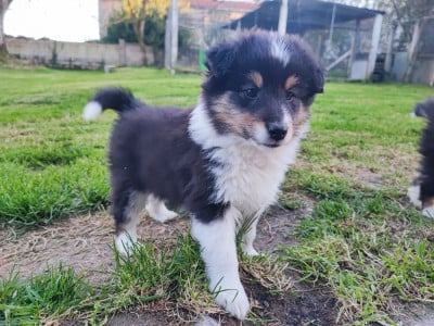Les chiots de Shetland Sheepdog