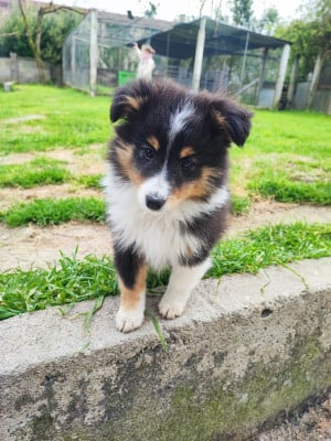 Les chiots de Shetland Sheepdog