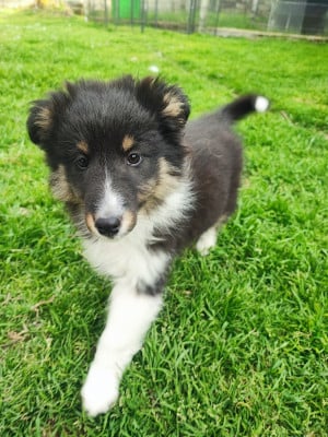 Les chiots de Shetland Sheepdog