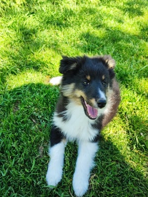 Les chiots de Shetland Sheepdog