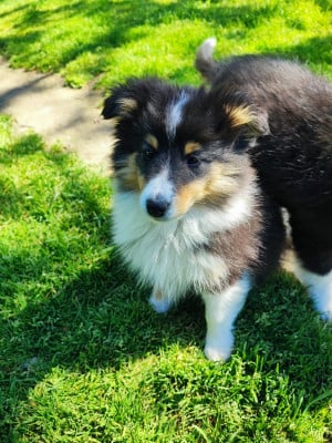 Les chiots de Shetland Sheepdog