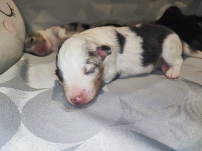 Les chiots de Shetland Sheepdog