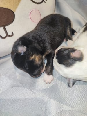 Les chiots de Shetland Sheepdog
